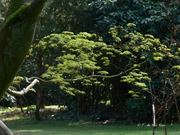 Bois des Moutiers (19) Avril 2012